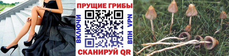 купить наркотики цена  Плавск  Галлюциногенные грибы GOLDEN TEACHER 